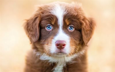 Aussie, cucciolo, Pastore Australiano, muso, animali domestici, gli occhi blu, cani, Cane da Pastore Australiano, Aussie Cane