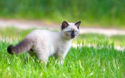 Siamese Cat, kitten, pets, blue eyes, cute animals, lawn, cats, Siamese