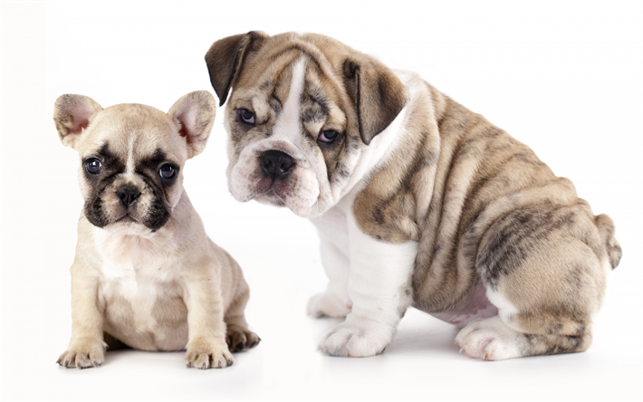 kleine welpen, franz&#246;sische bulldogge, englische bulldogge, haustiere, kleine hunde, niedliche tiere, bulldogs