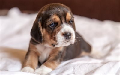 Beagle cucciolo, triste, cane, animali domestici, cani, muso, simpatici animali, Cane Beagle
