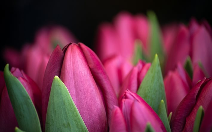 tulipani rosa, viola floreale, sfondo, fiori di primavera, viola tulipano bud, bellissimi fiori viola