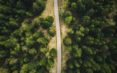 forest road, view from above, green trees, forest, aerial view, road
