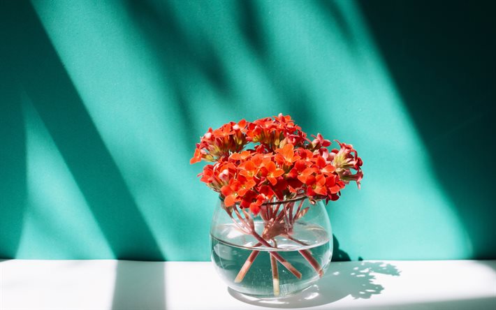 ramo de flores de color rojo, un jarr&#243;n de flores, flores de la primavera, el azul de la pared, las flores en el agua