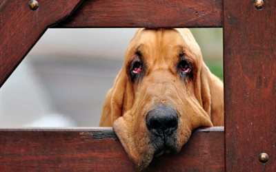 Bloodhound, close-up, husdjur, s&#246;ta djur, hundar, Bloodhound Hund