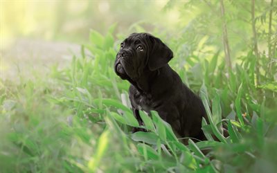 Cane Corso, puppy, pets, lawn, black Cane Corso, cute animals, dogs