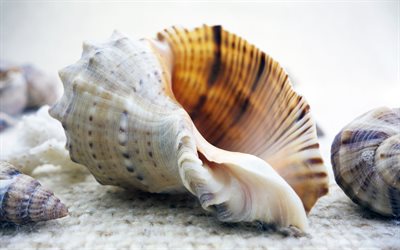 grande concha do mar, mar, ver&#227;o, belas conchas
