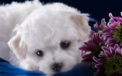 Bichon Frise, valkoinen p&#246;rr&#246;inen pentu, pieni koira, lemmikit, Ranskalaiset koirarodut