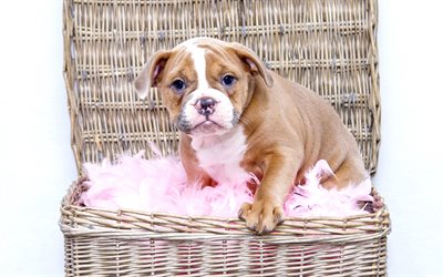 English Bulldogs, small puppy, cute little dog, pets, basket, British Bulldog