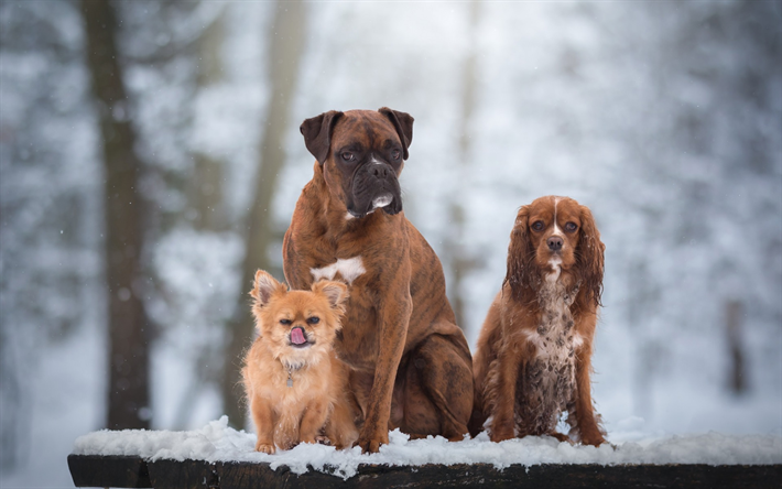 brown dogs, pets, Chihuahua, Boxer, Cocker Spaniel, cute animals, winter, snow