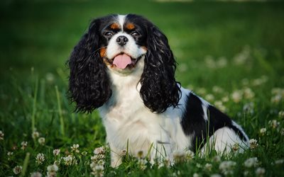 Cavalier King Charles Spaniel, 4k, lawn, pets, dogs, cute animals, Cavalier King Charles Spaniel Dog