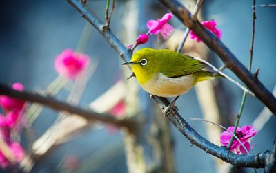Japanese white-eye, small subtropical bird, sakura, beautiful green bird