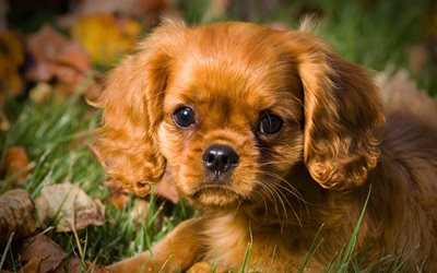 Cavalier King Charles Spaniel, castanho encaracolado c&#227;o, animais de estima&#231;&#227;o, animais fofos, brown cachorro
