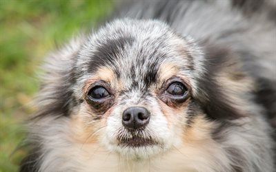 Chihuahua, 4k, clode-up, cachorros, cinza chihuahua, animais fofos, animais de estima&#231;&#227;o, Cachorro Chihuahua