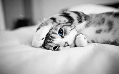 Scottish Fold, close-up, gato dom&#233;stico, gris, gato, mascotas, ojos azules, gatos, animales lindos, Gato Scottish Fold