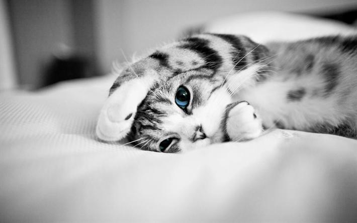 Scottish Fold, close-up, o gato dom&#233;stico, gato cinzento, animais de estima&#231;&#227;o, olhos azuis, gatos, animais fofos, Scottish Fold Gato