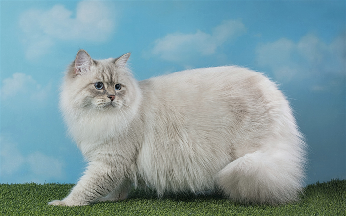 Download Wallpapers Neva Masquerade Cat Gray Fluffy Cat Pets