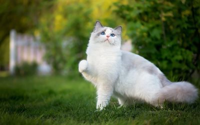 Ragdoll Cat, lawn, denectic cat, cute animals, cats, ragdoll, pets, Ragdoll Cats