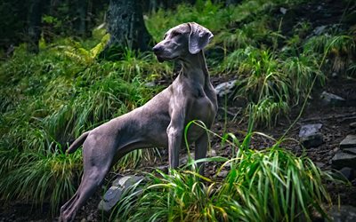 Weimaraner Dog, forest, pets, gray dog, cute animals, dogs, Weimaraner