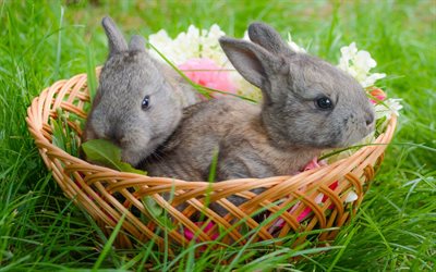 gris conejos, animales de compa&#241;&#237;a, cesta, la hierba verde, los conejos