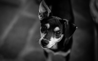 ミニチュアPinscher, Minピン, 小さな黒い犬, ペット, ドイツ品種の犬