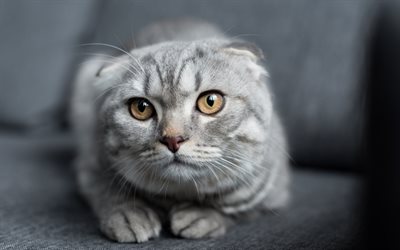 4k, Scottish Fold Cat, domestic cat, gray cat, close-up, pets, yellow eyes, cats, cute animals, Scottish Fold