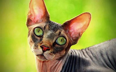 Gatto Sphynx, grandi occhi verdi, pet, senza peli di gatto, animali, gatto grigio