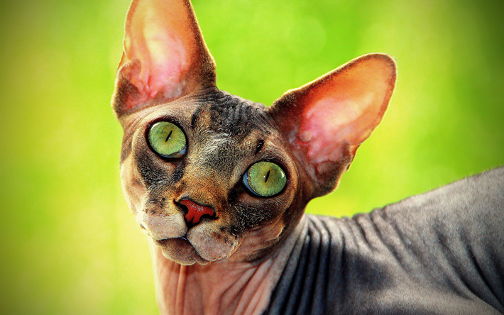 Sphynx猫, グリーンの大きな目, ペット, hairless猫, かわいい動物たち, 灰色猫