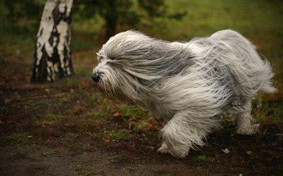 Polish Lowland Sheepdog, sheep dog breed, curly dog, big gray dog, running dog