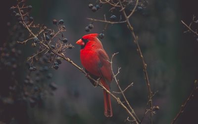 赤カーディナル, 4k, 野生動物, 赤い鳥, Cardinalis cardinalis