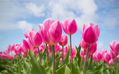 tulipanes de color rosa, 4k, la primavera, el campo de tulipanes, de cerca, los tulipanes