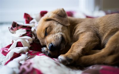 small brown puppy, sleeping dog, pets, bed, puppies, retriever, labrador