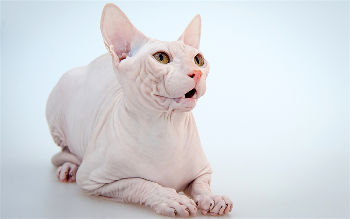 Blanco Sphynx, divertido gato, los gatos Sphynx, close-up, gato dom&#233;stico, gato Sphynx