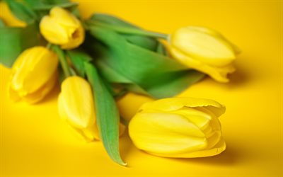 yellow tulips, spring flowers, tulips on a yellow background, floral background, tulips