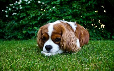 Cavalier King Charles Spaniel, brownish white dog, large curly ears, cute animals, pets, dogs