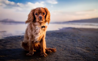 キャバリア, 4k, 海岸, ペット, 犬, 子犬, かわいい動物たち, キャバリア犬