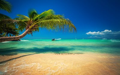 tropical island, summer, ocean, boats, waves, palm trees, tree over water, yachts, summer travels