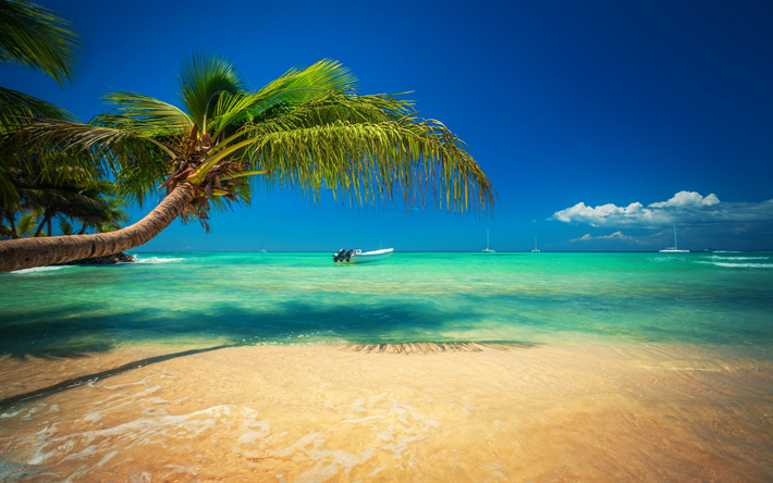isola tropicale, estate, mare, barche, onde, alberi di palma, albero, sopra l&#39;acqua, yacht, viaggi estivi