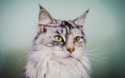 Maine Coon, furry gray cat, big green eyes, pets, breeds of fluffy cats