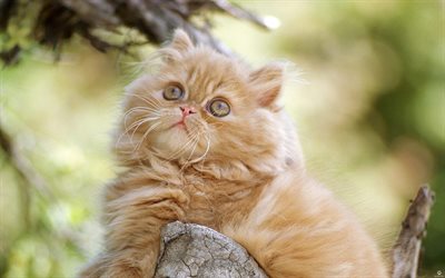 Persian Cat, 4k, kitten, close-up, ginger cat, cats, funny cat, domestic cats, pets, ginger Persian Cat, ginger kitten, Persian