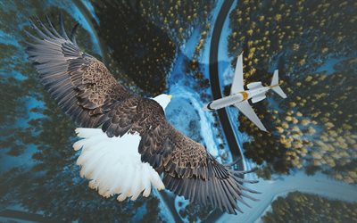 Eagle, plane, 4k, predatory bird, view from above, wildlife, creative