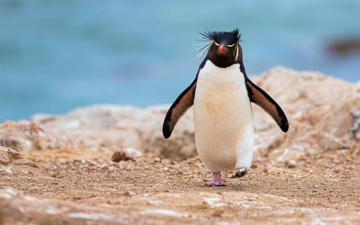 pinguin rockhopper&#39;, 4k, close-up, fauna, eudyptes chrysocome, pinguine