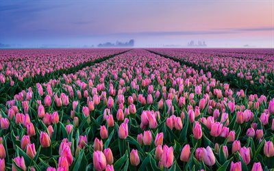 pink tulips, wildflowers pink flowers, evening, sunset, tulip field, Netherlands, spring