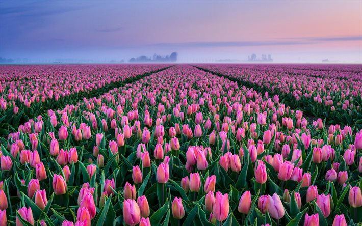 tulipanes de color rosa, flores silvestres flores de color rosa, noche, puesta de sol, campo de tulipanes, pa&#237;ses Bajos, primavera