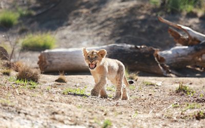 lion cub, cute animals, wildlife, small lion, Panthera leo, lions