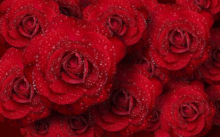 rosas vermelhas de fundo, bot&#245;es de rosas vermelho escuro, rosas com gotas, lindas flores, rosas vermelhas