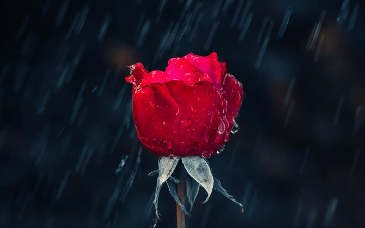 rosa roja, 4k, la soledad de los conceptos, la lluvia, bokeh, rosas, flores hermosas