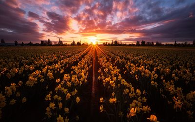 Skagit Valley, field with daffodils, wildflowers, daffodils, spring yellow flowers, evening, sunset, Washington State, USA