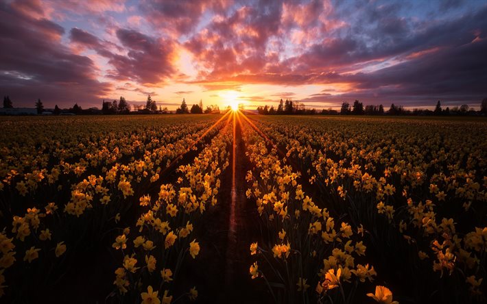 Skagit Valley, campo de narcisos, flores silvestres, narcisos, primavera flores amarelas, noite, p&#244;r do sol, Estado De Washington, EUA