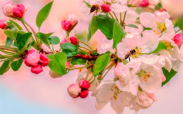 la floraci&#243;n de &#225;rboles de manzana, primavera, flores de color rosa, apple blossom, hermosas flores