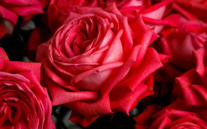 rosas vermelhas, bot&#245;es de rosa, fundo com rosas, bot&#245;es de rosa grandes, fundo de rosas